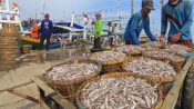 1.200 nelayan pesisir di Kabupaten Pandeglang diusulkan untuk mendapatkan perlindungan BPJS Ketenagakerjaan.